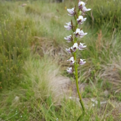 Paraprasophyllum alpestre (Mauve leek orchid) at Bimberi, NSW - 31 Jan 2018 by Ranger788