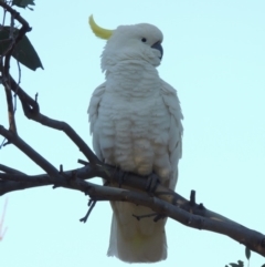 Cacatua galerita (Sulphur-crested Cockatoo) at Conder, ACT - 8 Jan 2018 by MichaelBedingfield