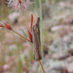 Faveria tritalis (Couchgrass Webworm) at Rob Roy Range - 8 Jan 2018 by michaelb