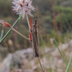 Faveria tritalis at Rob Roy Range - 8 Jan 2018