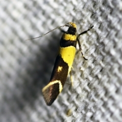 Macrobathra chrysotoxa (A Cosmet moth (Cosmopteriginae) at O'Connor, ACT - 4 Jan 2018 by ibaird