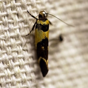 Macrobathra chrysotoxa at O'Connor, ACT - 4 Jan 2018 08:49 PM