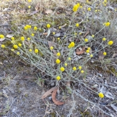 Calocephalus citreus (Lemon Beauty Heads) at Campbell, ACT - 31 Jan 2018 by SilkeSma