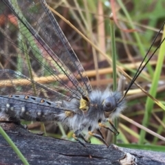 Suhpalacsa sp. (genus) (Owlfly) at Wandiyali-Environa Conservation Area - 30 Jan 2018 by Wandiyali