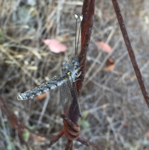 Suhpalacsa sp. (genus) at Googong, NSW - 31 Jan 2018 09:18 AM