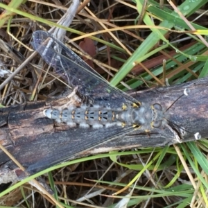 Suhpalacsa sp. (genus) at Googong, NSW - 31 Jan 2018