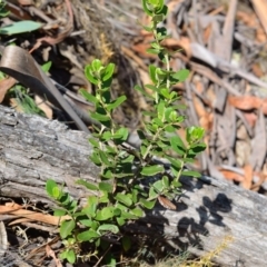 Olearia myrsinoides (Blush Daisy Bush) at Bolaro, NSW - 28 Jan 2018 by DavidMcKay