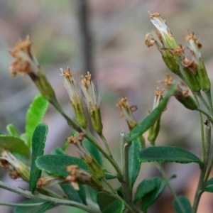 Olearia myrsinoides at Bolaro, NSW - 28 Jan 2018