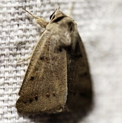 Pantydia sparsa (Noctuid Moth) at O'Connor, ACT - 31 Jan 2018 by ibaird