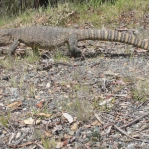 Varanus rosenbergi at Booth, ACT - 4 Nov 2014