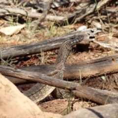 Varanus rosenbergi at Majura, ACT - suppressed