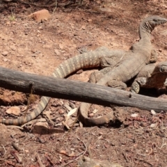 Varanus rosenbergi at Majura, ACT - suppressed