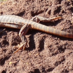 Varanus rosenbergi at Majura, ACT - suppressed