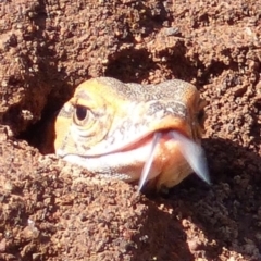 Varanus rosenbergi at Majura, ACT - suppressed