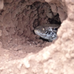 Varanus rosenbergi at Majura, ACT - suppressed