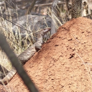 Varanus rosenbergi at Majura, ACT - suppressed