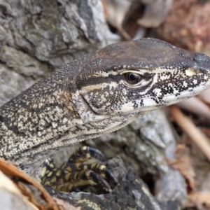 Varanus rosenbergi at Majura, ACT - suppressed