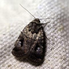 Thoracolopha flexirena (Zoned Noctuid) at O'Connor, ACT - 31 Jan 2018 by ibaird