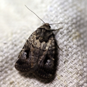 Thoracolopha flexirena at O'Connor, ACT - 31 Jan 2018 08:50 PM