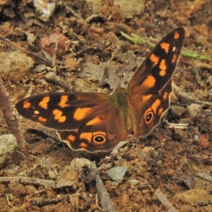 Heteronympha solandri at Cotter River, ACT - 1 Feb 2018 08:33 AM