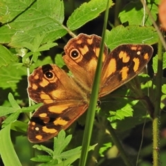 Heteronympha solandri (Solander's Brown) at Namadgi National Park - 31 Jan 2018 by JohnBundock