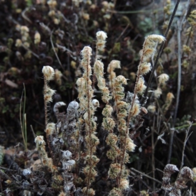 Cheilanthes distans (Bristly Cloak Fern) at Conder, ACT - 8 Jan 2018 by member211