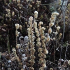 Cheilanthes distans (Bristly Cloak Fern) at Rob Roy Range - 8 Jan 2018 by member211