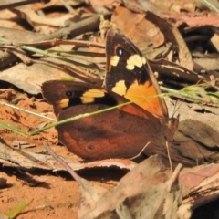 Heteronympha merope (Common Brown Butterfly) at Namadgi National Park - 31 Jan 2018 by JohnBundock