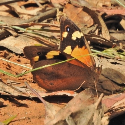 Heteronympha merope (Common Brown Butterfly) at Namadgi National Park - 31 Jan 2018 by JohnBundock