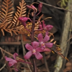 Dipodium roseum (Rosy Hyacinth Orchid) at Cotter River, ACT - 1 Feb 2018 by JohnBundock