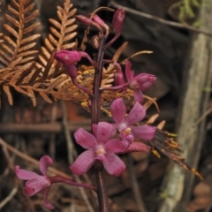 Dipodium roseum (Rosy Hyacinth Orchid) at Cotter River, ACT - 31 Jan 2018 by JohnBundock