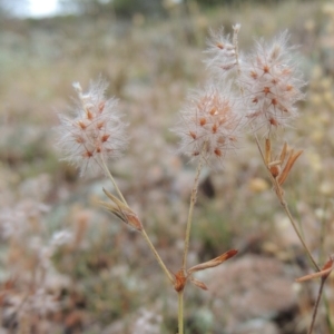 Trifolium arvense var. arvense at Conder, ACT - 8 Jan 2018 07:59 PM