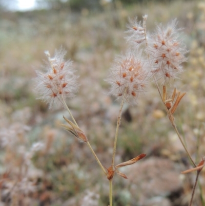 Trifolium arvense var. arvense (Haresfoot Clover) at Conder, ACT - 8 Jan 2018 by michaelb