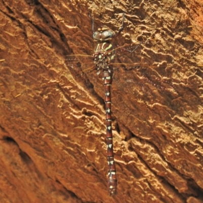 Austroaeschna unicornis (Unicorn Darner) at Cotter River, ACT - 1 Feb 2018 by JohnBundock