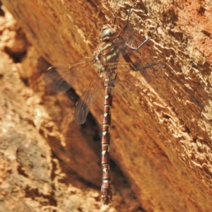 Austroaeschna unicornis at Cotter River, ACT - 1 Feb 2018