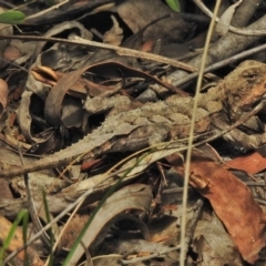 Rankinia diemensis (Mountain Dragon) at Cotter River, ACT - 1 Feb 2018 by JohnBundock