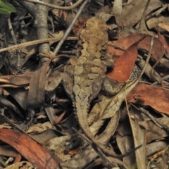 Rankinia diemensis at Cotter River, ACT - 1 Feb 2018 11:23 AM