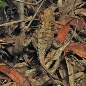 Rankinia diemensis at Cotter River, ACT - 1 Feb 2018