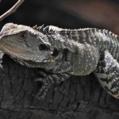 Intellagama lesueurii howittii (Gippsland Water Dragon) at Cotter River, ACT - 1 Feb 2018 by JohnBundock