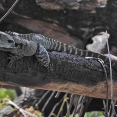 Intellagama lesueurii howittii at Cotter River, ACT - 1 Feb 2018 11:37 AM