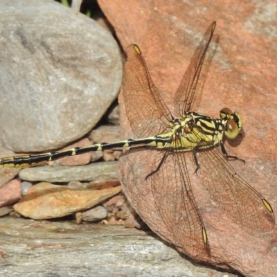 Austrogomphus guerini (Yellow-striped Hunter) at Cotter River, ACT - 1 Feb 2018 by JohnBundock