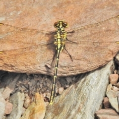 Austrogomphus guerini at Cotter River, ACT - 1 Feb 2018