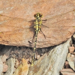 Austrogomphus guerini at Cotter River, ACT - 1 Feb 2018 10:28 AM