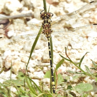 Eusynthemis virgula (Golden Tigertail) at Namadgi National Park - 1 Feb 2018 by JohnBundock