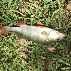 Perca fluviatilis at Yass, NSW - 1 Feb 2018