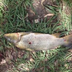 Cyprinus carpio (Common Carp) at Yass, NSW - 1 Feb 2018 by GeoffRobertson