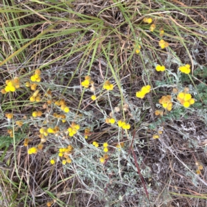 Chrysocephalum apiculatum at Yass, NSW - 1 Feb 2018