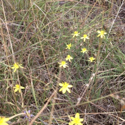 Tricoryne elatior (Yellow Rush Lily) at Yass, NSW - 1 Feb 2018 by GeoffRobertson