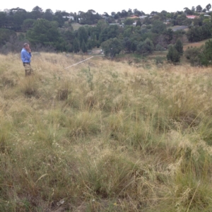 Poa labillardierei at Yass, NSW - 1 Feb 2018