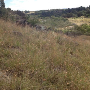 Themeda triandra at Yass, NSW - 1 Feb 2018 02:56 PM